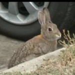 What’s up Doc? Rabbits Trade-Up Carrots for Cars…