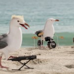 I Ran: Cape Cod Potato Chips & Singing Seagulls